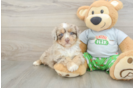 Mini Aussiedoodle Puppy for Adoption