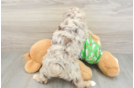 Mini Aussiedoodle Puppy for Adoption