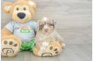 Fluffy Mini Aussiedoodle Poodle Mix Pup