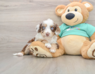 7 week old Mini Aussiedoodle Puppy For Sale - Simply Southern Pups