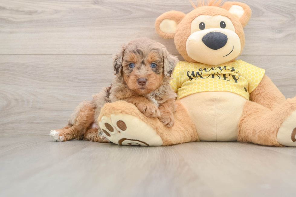 Cute Mini Aussiedoodle Baby