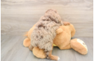 Adorable Aussiepoo Poodle Mix Puppy