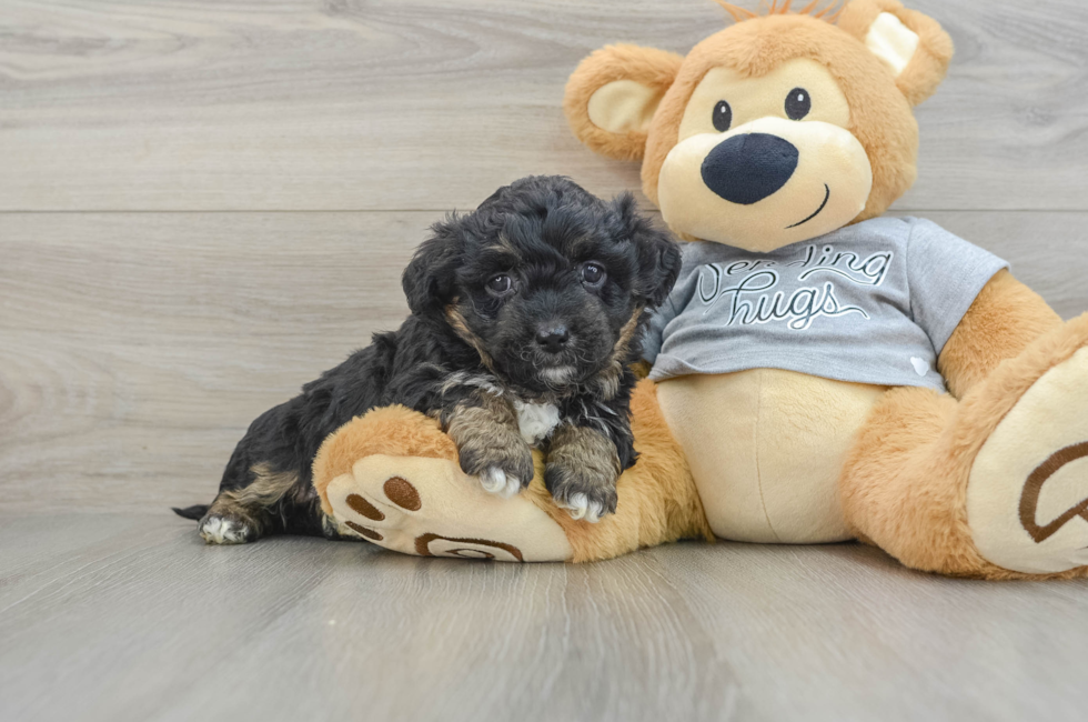 7 week old Mini Aussiedoodle Puppy For Sale - Simply Southern Pups