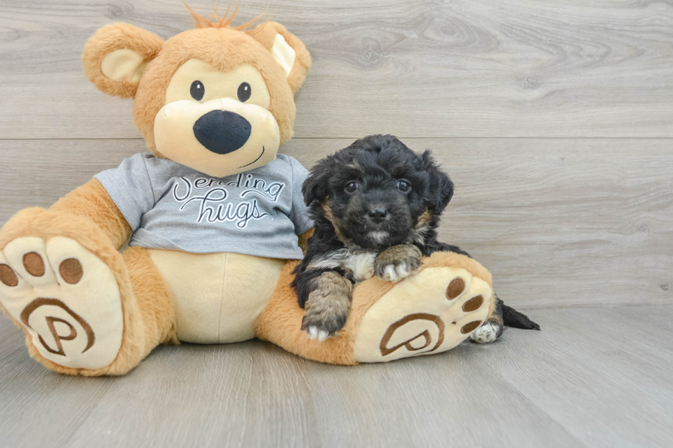 Mini Aussiedoodle Pup Being Cute