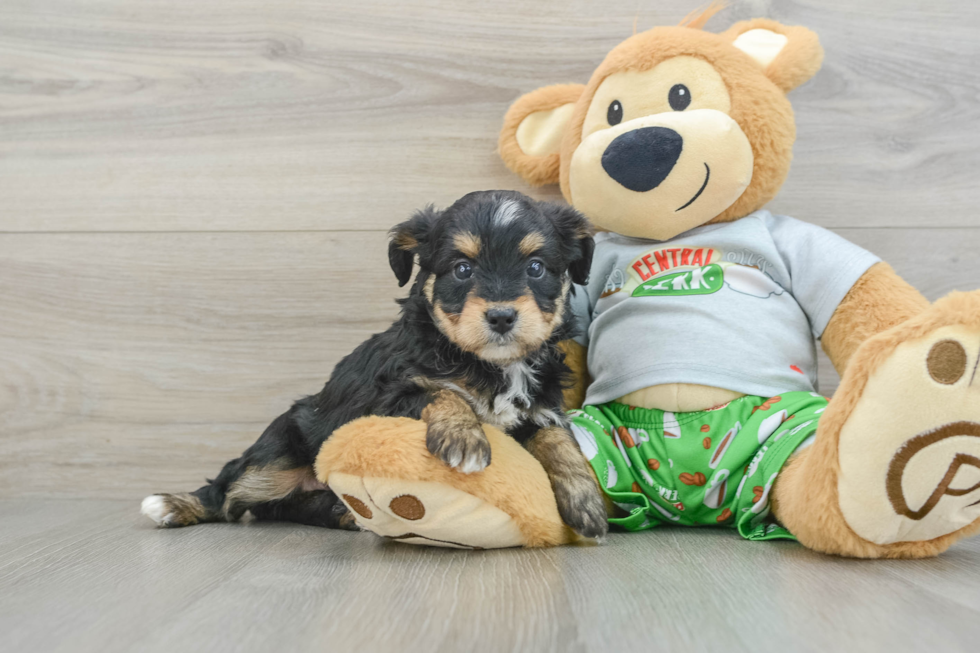 Mini Aussiedoodle Pup Being Cute