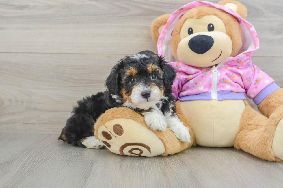 7 week old Mini Aussiedoodle Puppy For Sale - Simply Southern Pups