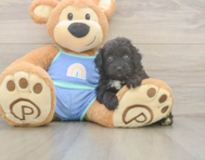 7 week old Mini Aussiedoodle Puppy For Sale - Simply Southern Pups