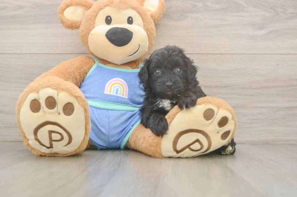 6 week old Mini Aussiedoodle Puppy For Sale - Simply Southern Pups