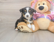 10 week old Mini Aussie Puppy For Sale - Simply Southern Pups