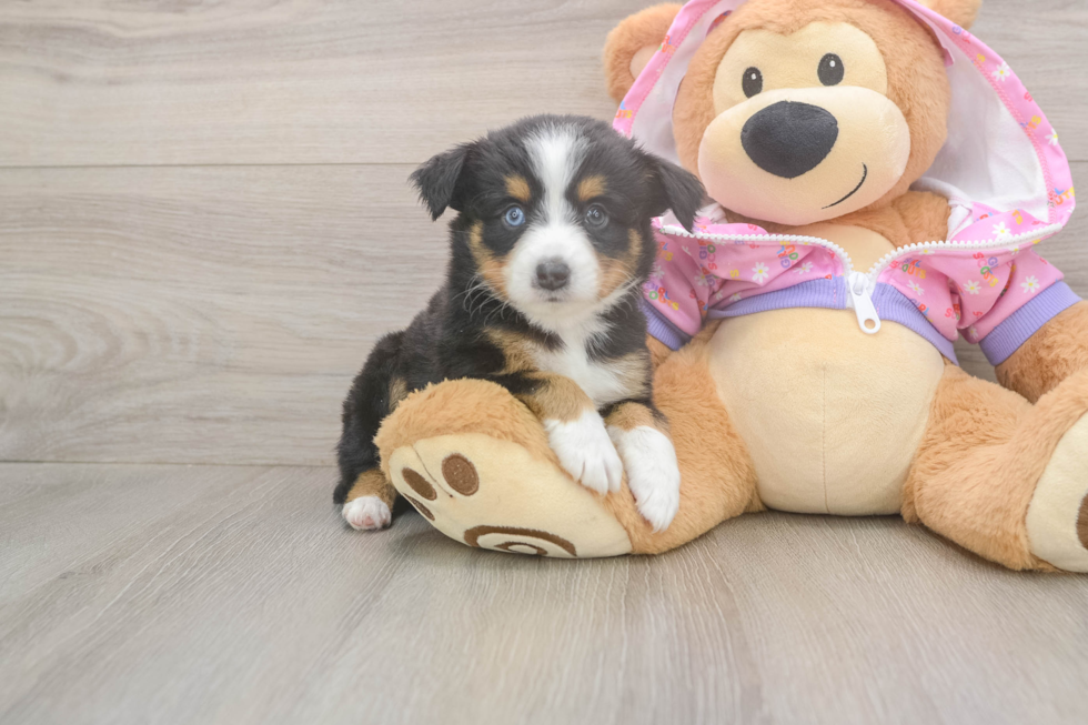Mini Aussiedoodle Pup Being Cute