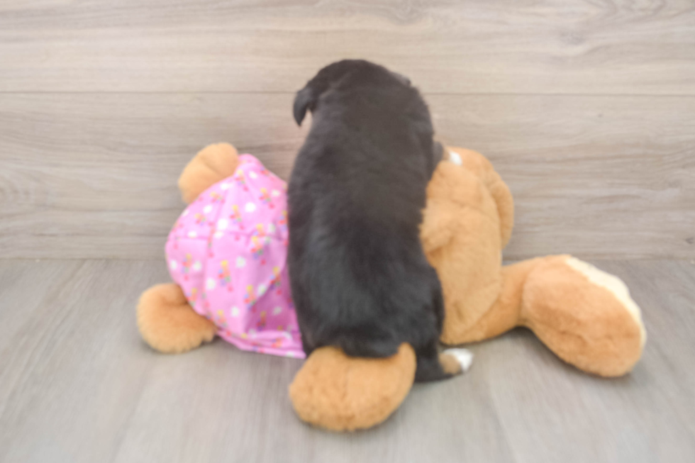 Funny Mini Aussiedoodle Poodle Mix Pup