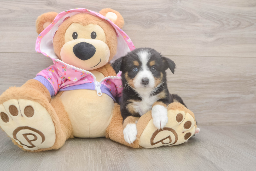 Popular Mini Aussiedoodle Poodle Mix Pup