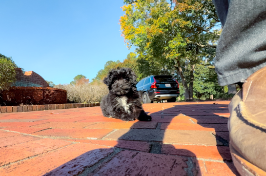 9 week old Mini Aussiedoodle Puppy For Sale - Simply Southern Pups Cute Mini Aussiedoodle Baby