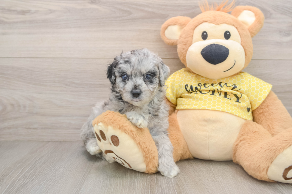 Mini Aussiedoodle Puppy for Adoption
