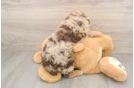 Popular Mini Aussiedoodle Poodle Mix Pup