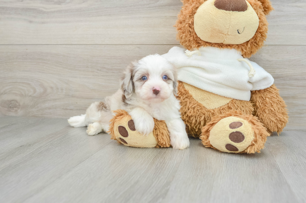 8 week old Mini Aussiedoodle Puppy For Sale - Simply Southern Pups