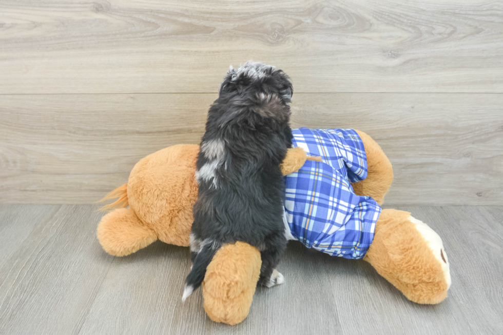 Petite Mini Aussiedoodle Poodle Mix Pup