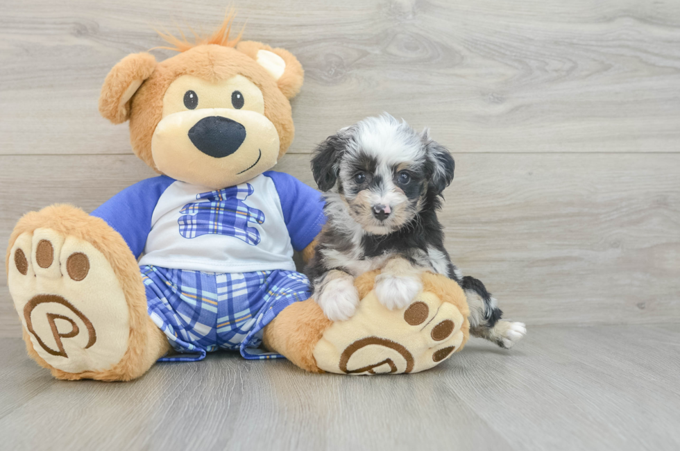 6 week old Mini Aussiedoodle Puppy For Sale - Simply Southern Pups