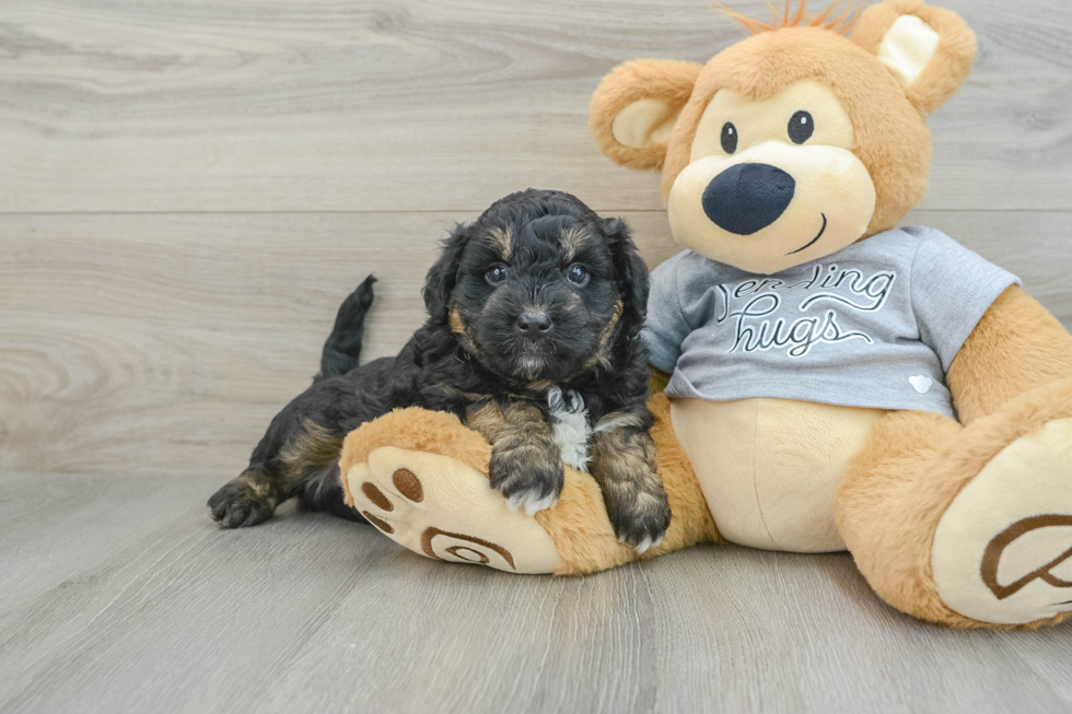 Mini Aussiedoodle Puppy for Adoption