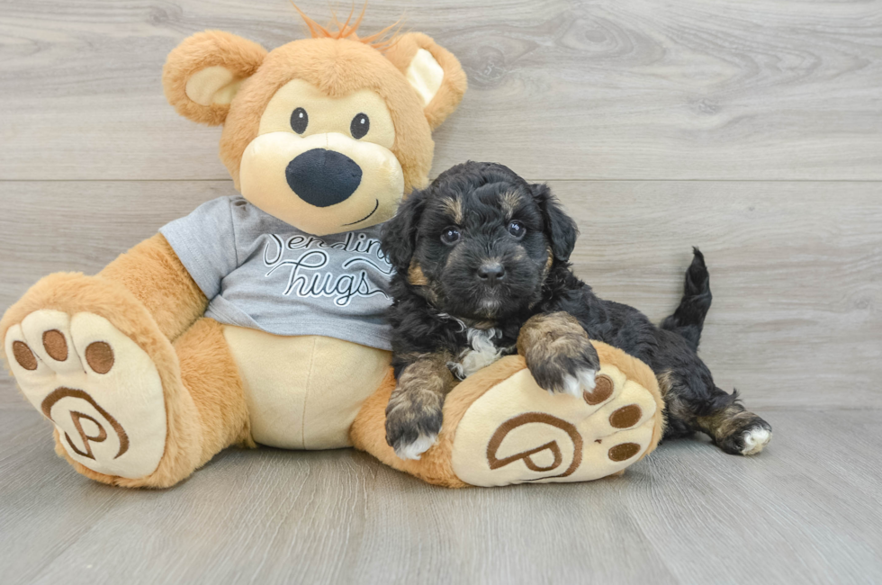 7 week old Mini Aussiedoodle Puppy For Sale - Simply Southern Pups