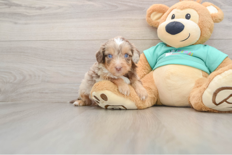 Energetic Aussie Poo Poodle Mix Puppy