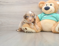 9 week old Mini Aussiedoodle Puppy For Sale - Simply Southern Pups