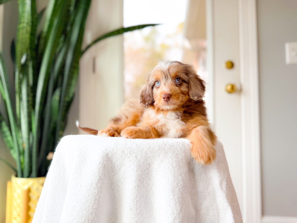 Cute Mini Aussiepoo Poodle Mix Puppy