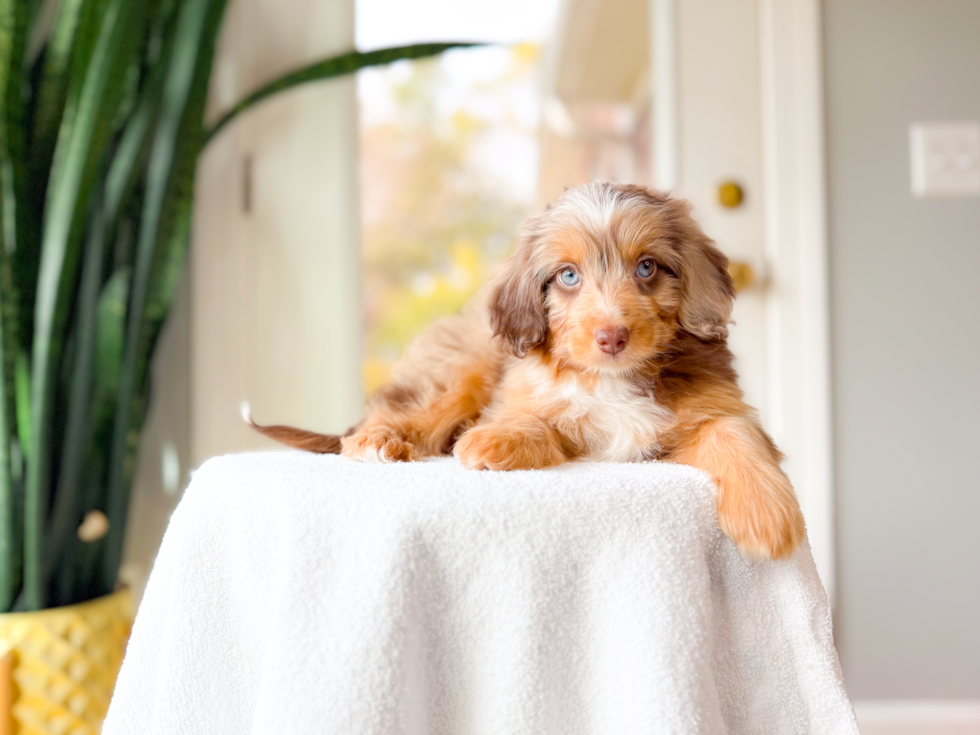 Mini Aussiedoodle Pup Being Cute