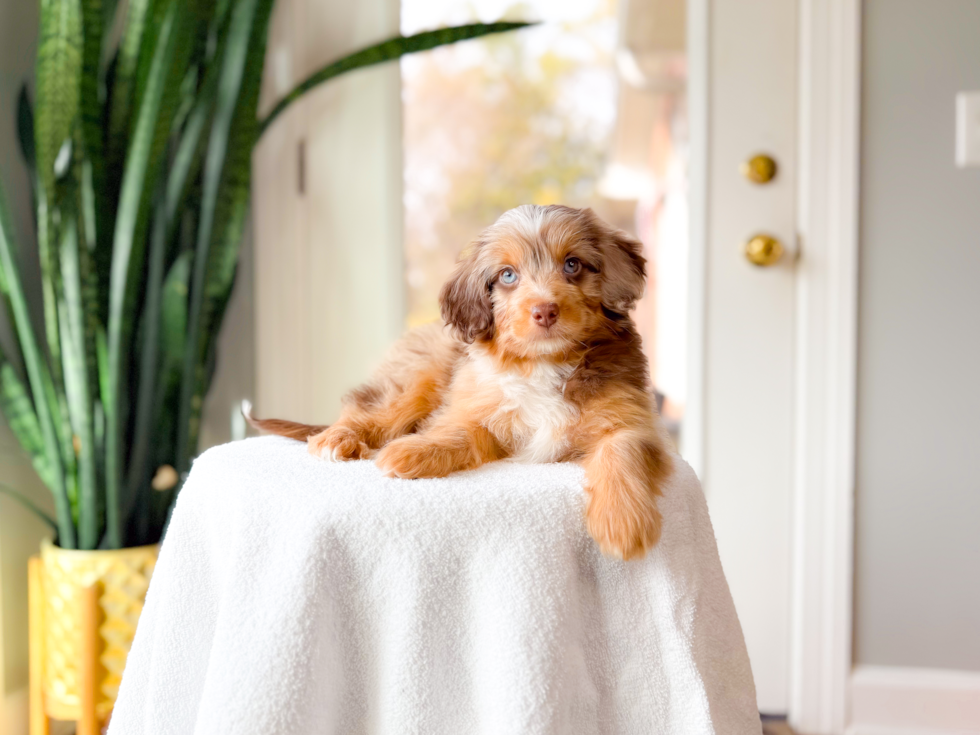 Mini Aussiedoodle Pup Being Cute
