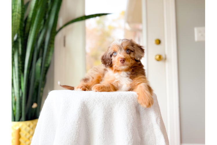 Cute Mini Aussiedoodle Poodle Mix Pup