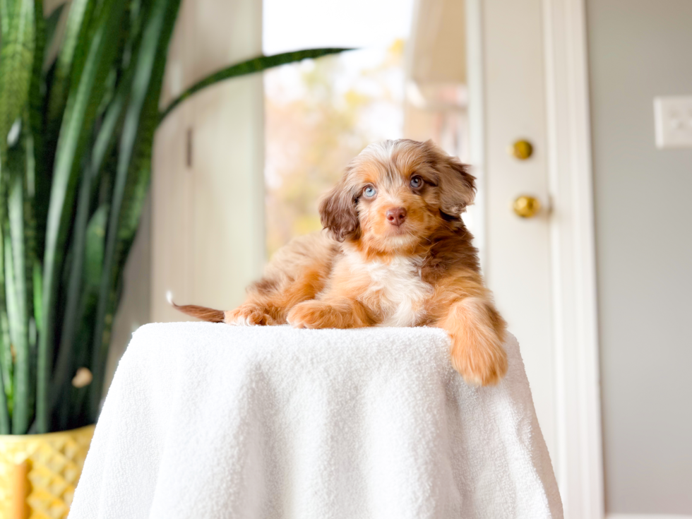 Cute Mini Aussiedoodle Poodle Mix Pup