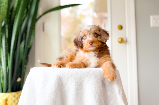 Cute Mini Aussiedoodle Poodle Mix Pup