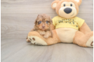 Small Mini Aussiedoodle Baby