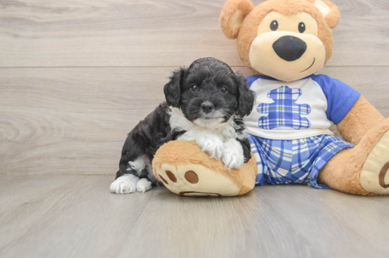 Mini Aussiedoodle Puppy for Adoption