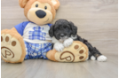 Fluffy Mini Aussiedoodle Poodle Mix Pup