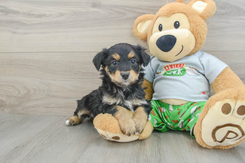 6 week old Mini Aussiedoodle Puppy For Sale - Simply Southern Pups