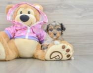 8 week old Mini Aussiedoodle Puppy For Sale - Simply Southern Pups