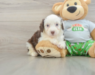 8 week old Mini Aussiedoodle Puppy For Sale - Simply Southern Pups