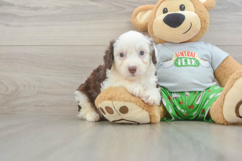 5 week old Mini Aussiedoodle Puppy For Sale - Simply Southern Pups