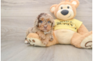 Mini Aussiedoodle Pup Being Cute