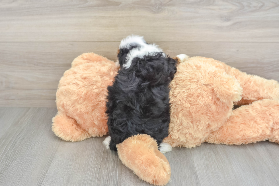 Mini Aussiedoodle Pup Being Cute