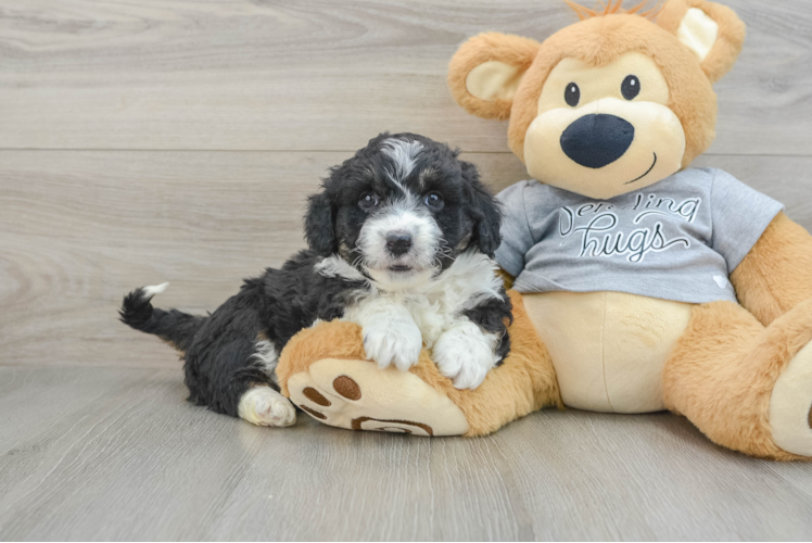 Sweet Mini Aussiedoodle Baby