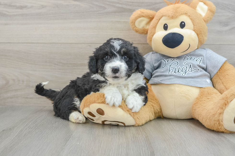 7 week old Mini Aussiedoodle Puppy For Sale - Simply Southern Pups