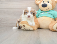 7 week old Mini Aussiedoodle Puppy For Sale - Simply Southern Pups