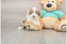 Smart Mini Aussiedoodle Poodle Mix Pup