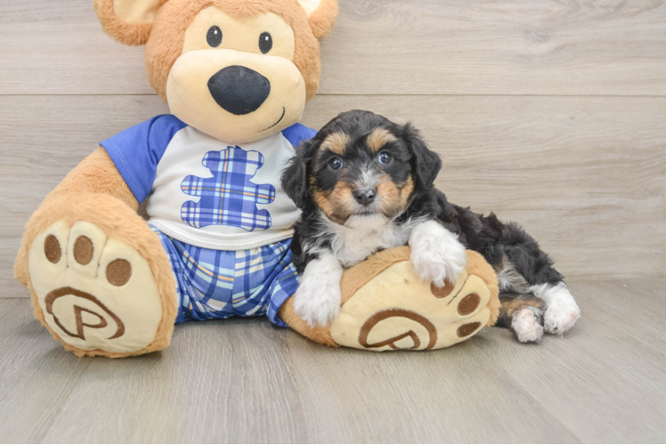 Best Mini Aussiedoodle Baby
