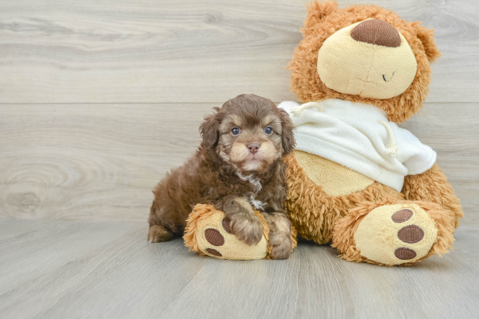 Best Mini Aussiedoodle Baby