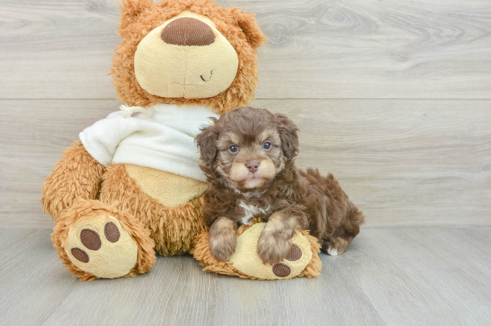 7 week old Mini Aussiedoodle Puppy For Sale - Simply Southern Pups