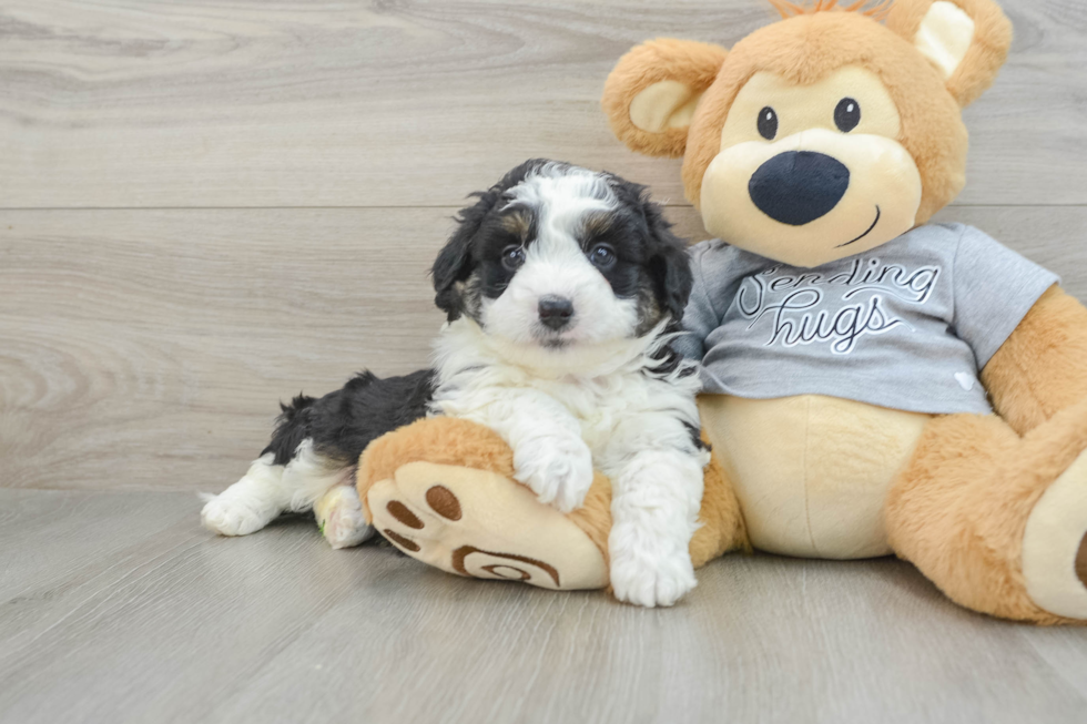 Adorable Mini Australian Shepherd X Poodle Mix Poodle Mix Puppy