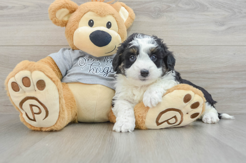 7 week old Mini Aussiedoodle Puppy For Sale - Simply Southern Pups